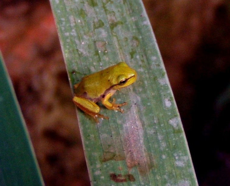 Il Laghetto del Centro di Entomologia - Piombino (LI)